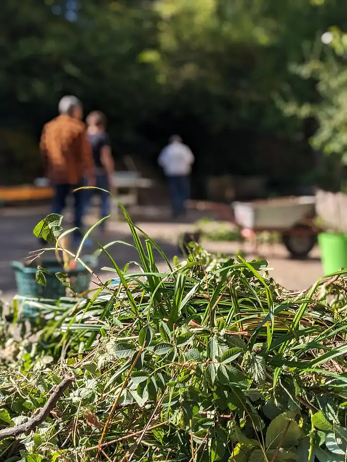 Haufen aus geschnittenen Pflanzen im Vordergrund, Menschen arbeiten im Hintergrund im Schulgarten.