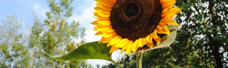 Sonnenblume vor blauem Himmel.